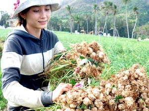 Huyện đảo Lý Sơn Quảng Ngãi được mùa tỏi